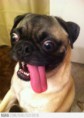 /album/awesome-pictures/derp-dog-jpg/